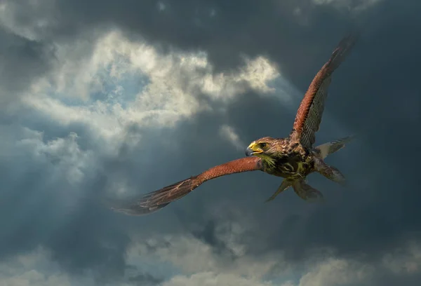 Raptor Flies Clouds — Stock Photo, Image