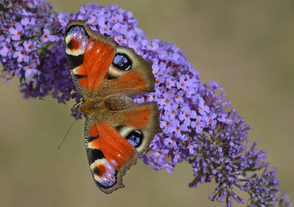 Butterfly Peacock Butterfly Bloesem — Stockfoto