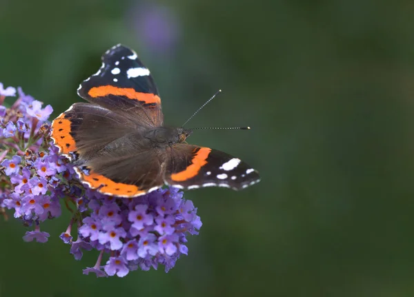 Papillon Amiral Fleur — Photo