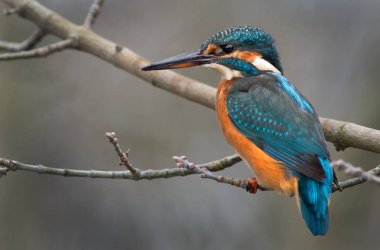 Bir dalda Kingfisher