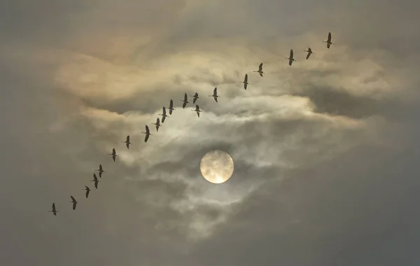 Cranes Front Moon — Stock Photo, Image
