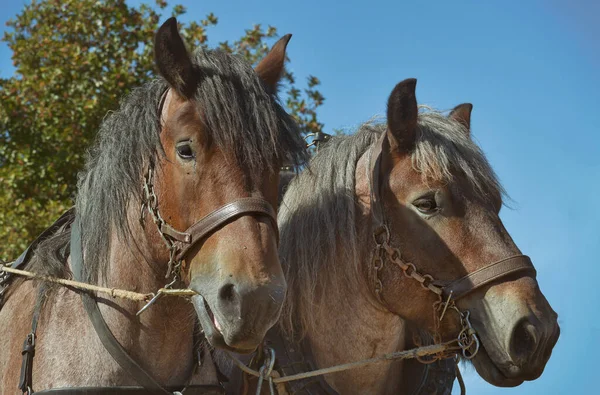 二頭の馬の肖像 — ストック写真