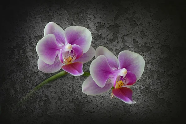 Twee Orchideeën Tegen Zwarte Achtergrond — Stockfoto