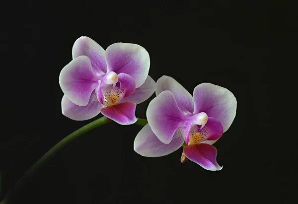 Dos Orquídeas Sobre Fondo Negro —  Fotos de Stock