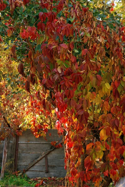 yabani üzüm güneşli bir sonbahar yaprakları