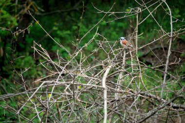 Küçük örümcekkuşu-julan erkeği dalların arasında oturur.
