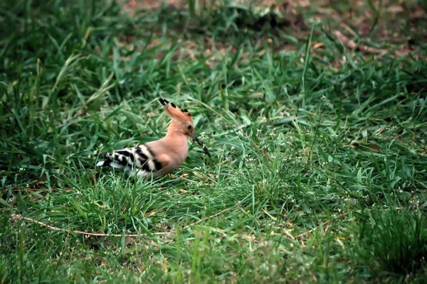 Wiedehopf Ist Ein Kleiner Heller Vogel Mit Einem Langen Schmalen — Stockfoto