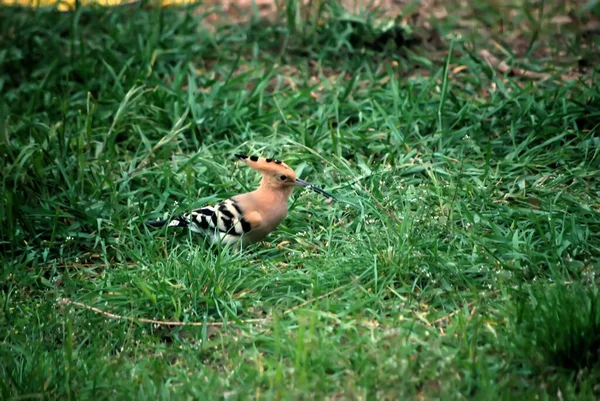 Hoopoe uzun bir gagası ve arması olan parlak renkli küçük bir kuştur.