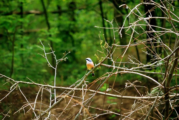 Pajarito Macho Shrike Julan Sienta Arbusto Ramas — Foto de Stock