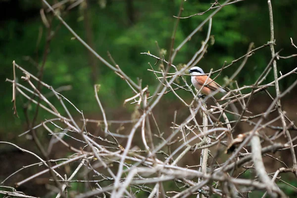 Pajarito Macho Shrike Julan Sienta Arbusto Ramas — Foto de Stock