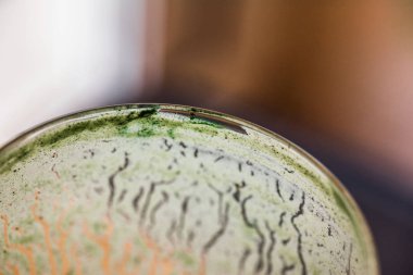 Genel gider closeup görünümü cam mutfak masasının üzerinde yeşil spirulina tozu ile karışık taze kefir probiotik içeceği boşalttı