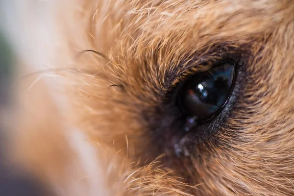 Θλιβερή jack russel σκύλος τοποθέτηση τάπητα εσωτερική κινηματογράφηση σε πρώτο πλάνο — Φωτογραφία Αρχείου