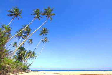 Palmiyeler ve tropik plajlar