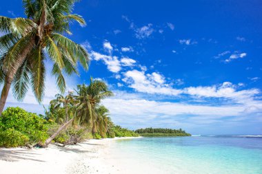 Palmiyeler ve tropik plajlar