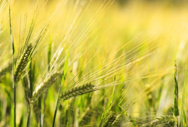 Altın buğday tarlasına yakın