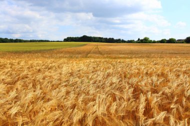 Buğday tarlası ve ayçiçekleriyle yaz manzarası. Altın buğday tarlası. 