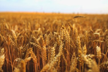 Altın buğday tarlasına yakın