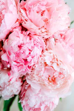 Güzel şakayık çiçekleri arka plan, pembe ve beyaz şakayık arka plan