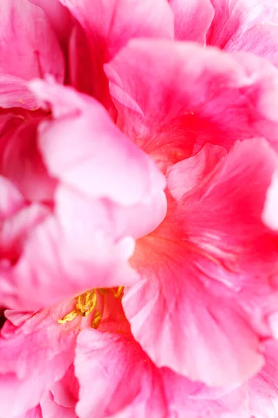 美しい牡丹の花の背景 ピンクと白の牡丹の背景 — ストック写真