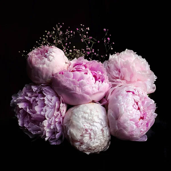 Flores Peônias Brilhantes Frescas Com Gotas Orvalho Pétalas Botão Rosa — Fotografia de Stock