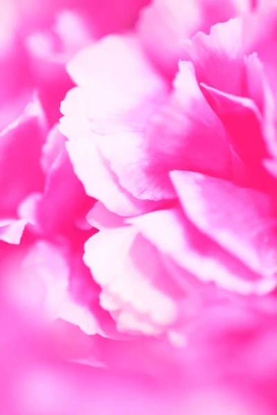 ピンクと白の牡丹の美しいチューリップ — ストック写真