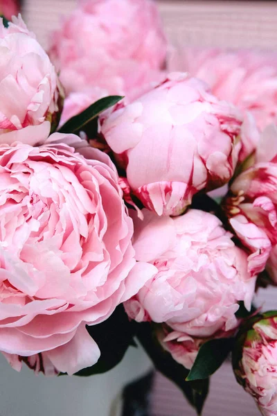 Свежие Яркие Цветущие Пионы Цветы Капельками Росы Лепестках Розовый Бутон — стоковое фото