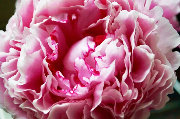ピンクとバラの牡丹の美しい花束ピンクの牡丹のチューリップの詳細を閉じる — ストック写真
