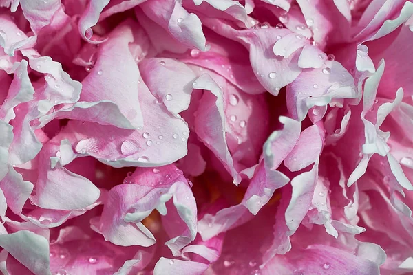 美しい牡丹の花の背景 ピンクと白の牡丹の背景 — ストック写真