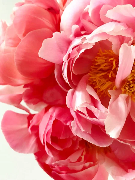 美丽的粉红和玫瑰花瓣花束美丽的粉红牡丹郁金香特写 图库图片