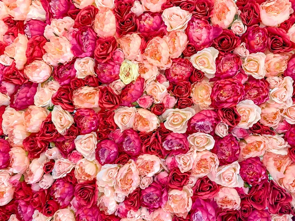 Beau Fond Fleurs Pivoines Fond Pivoines Roses Blanches Photos De Stock Libres De Droits