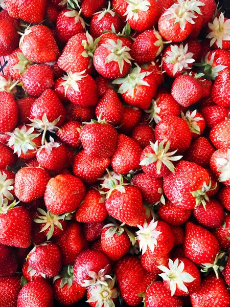 Background Freshly Harvested Strawberries Directly — Stock Photo, Image