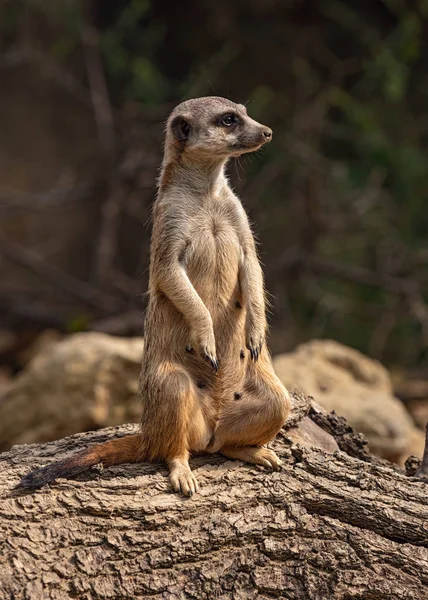 Gopher Zagreb City Zoo — Stok fotoğraf