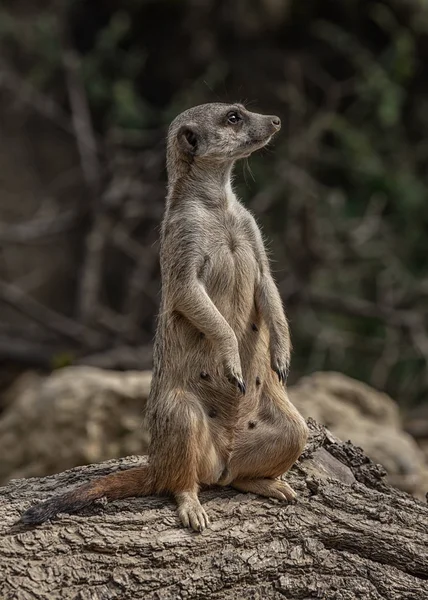 Bir Oturum Açma Oturan Yalnız Gopher — Stok fotoğraf