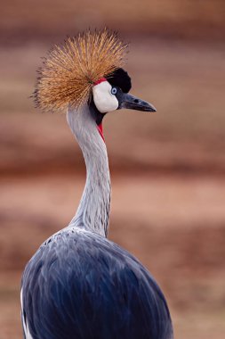Gri taçlı-vinç (Balearica regulorum)
