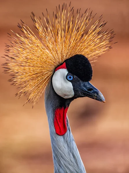 Graukronenkranich Balearica Regulorum — Stockfoto