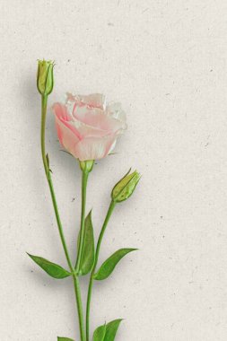 Bir çiçek Düğünçiçeği resmini