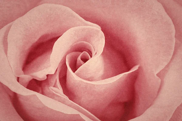 Rose Color Closeup Greeting Card Design — Stock Photo, Image