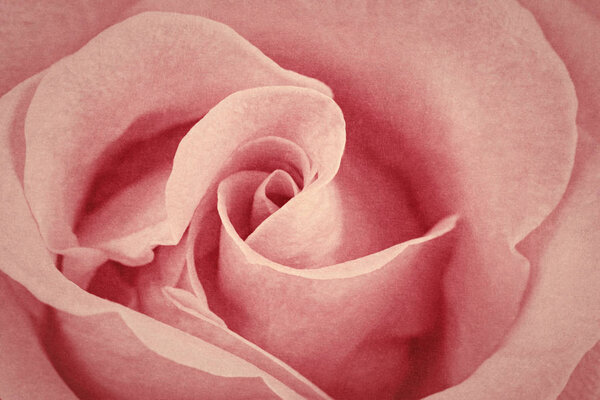 Rose color closeup for greeting card design