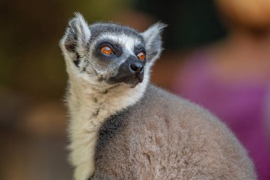 Madagaskar adasından lemur