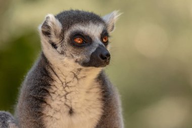 Madagaskar adasından lemur