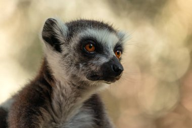 Madagaskar adasından lemur