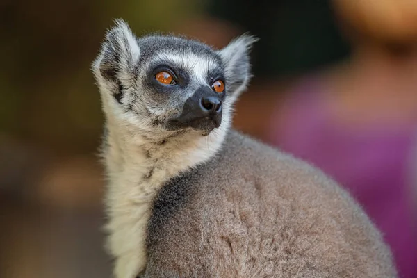 Madagaskar adasından lemur