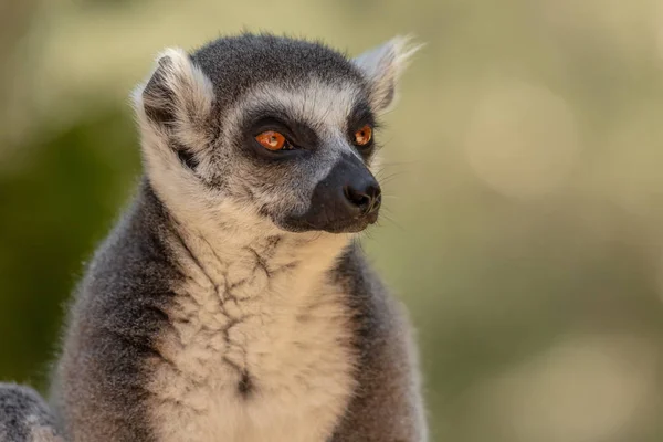 Madagaskar Adasından Lemur — Stok fotoğraf