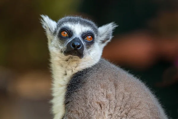 Madagaskar adasından lemur