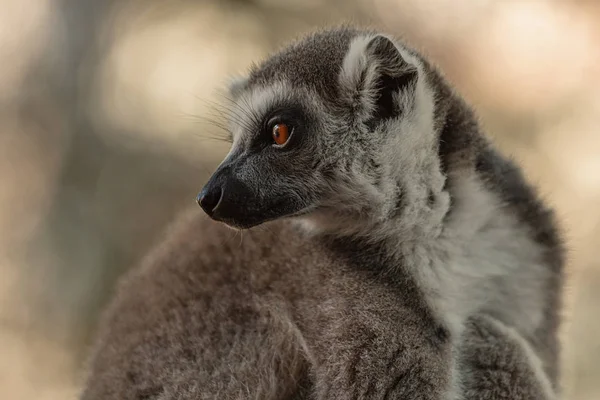 Lemur Från Madagaskar — Stockfoto