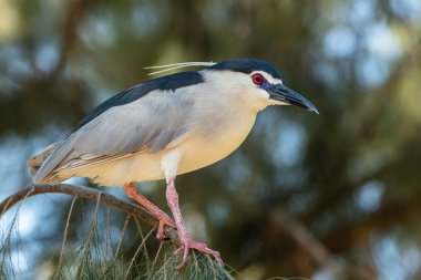 gece ot bir ağaç dalı üzerinde oturur