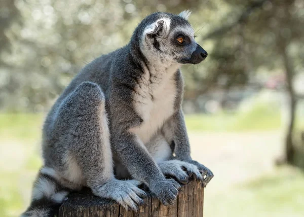 Lemur Isla Madagascar — Foto de Stock