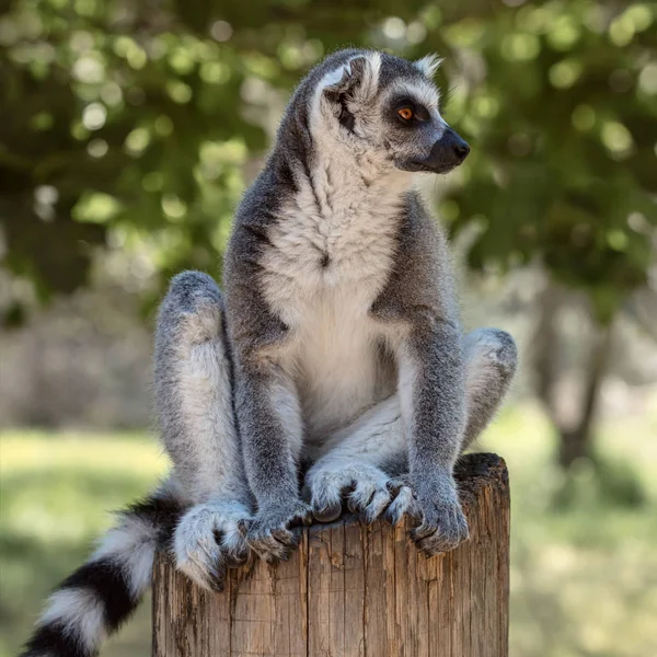 Lemur Isla Madagascar —  Fotos de Stock