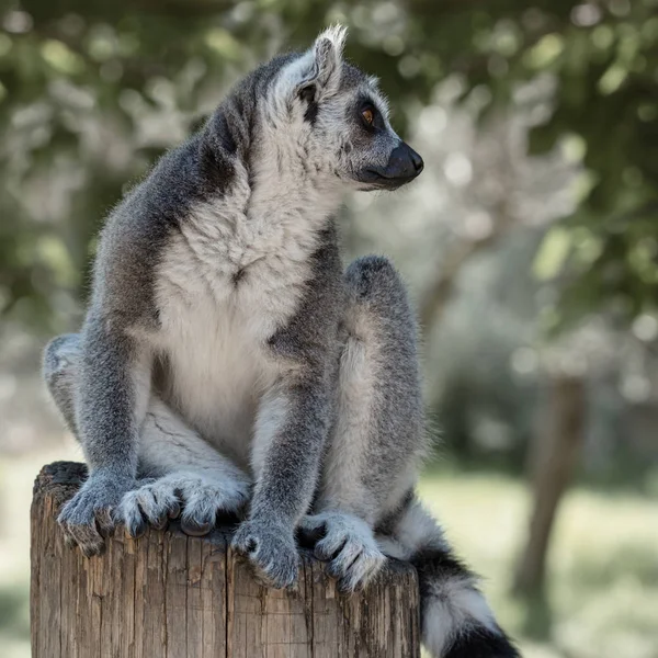 Lemur Isla Madagascar —  Fotos de Stock