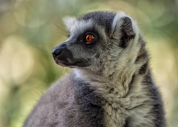 Lemur Ilha Madagáscar — Fotografia de Stock